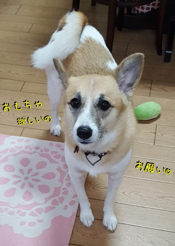 a0353444_10381328.jpg