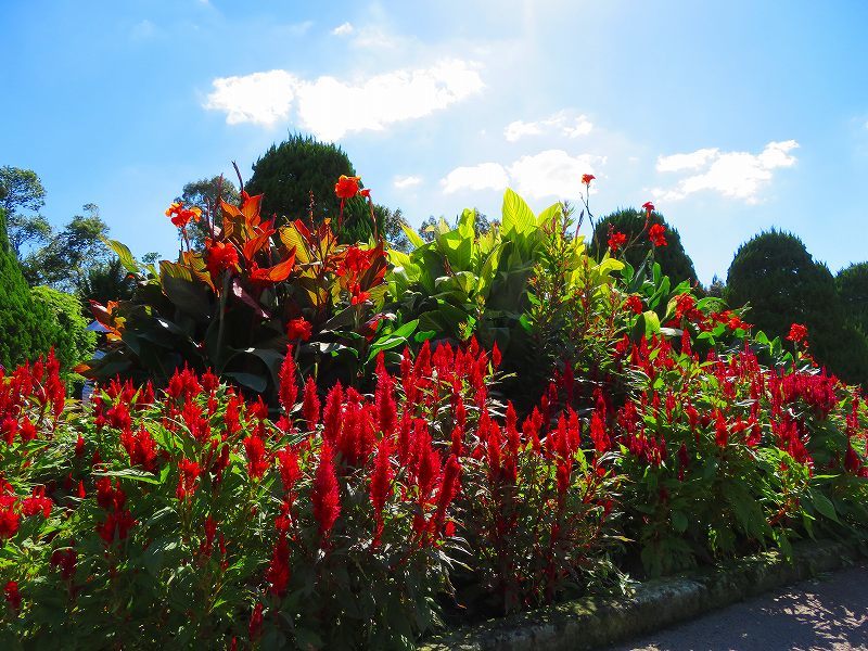 植物園の花たち20180928_e0237645_01035770.jpg