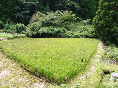 米作りへの挑戦！順調に育っていたところに、台風24号が！！！_a0254656_17381418.jpg