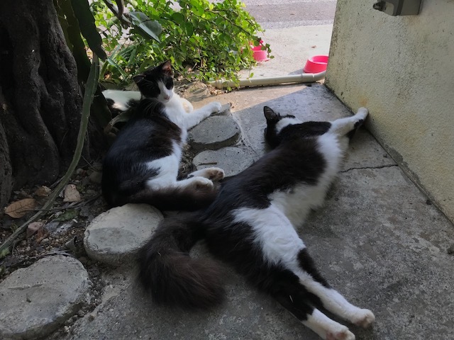 d0113459_17015476.jpeg