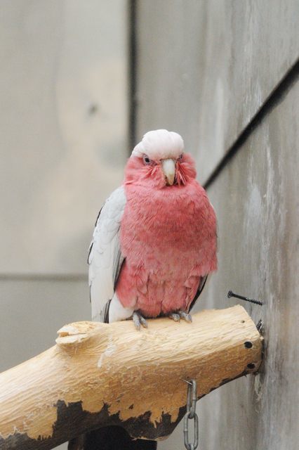 トロピカルエイビアリーのインコ オウムとペンギンの散歩 蜜蜂的写真日記