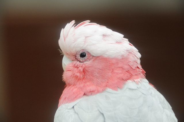 トロピカルエイビアリーのインコ オウムとペンギンの散歩 蜜蜂的写真日記