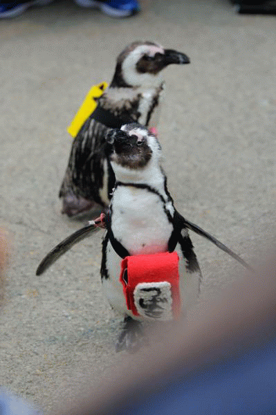 トロピカルエイビアリーのインコ オウムとペンギンの散歩 蜜蜂的写真日記 トロピカルエイビアリーのインコ オウムとペンギンの散歩 蜜蜂的写真日記