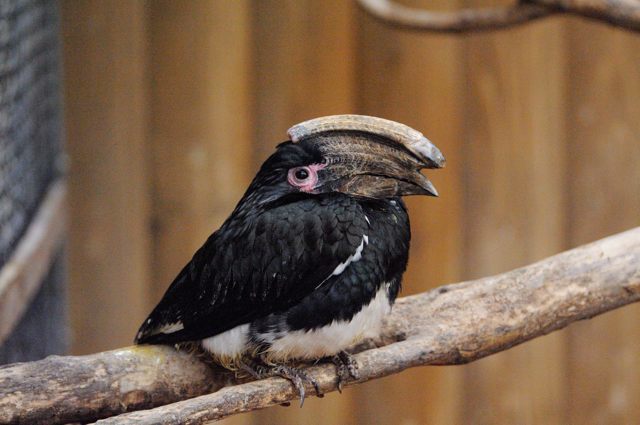 トロピカルエイビアリーのサイチョウとオオハシ 蜜蜂的写真日記
