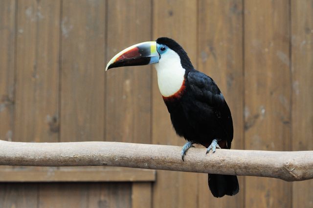 トロピカルエイビアリーのサイチョウとオオハシ 蜜蜂的写真日記