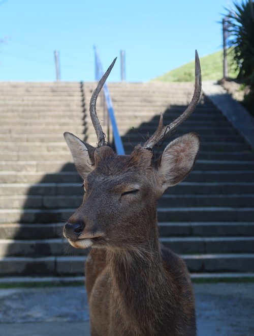 St.Hubert  鹿のチャーム_b0113868_21363131.jpg