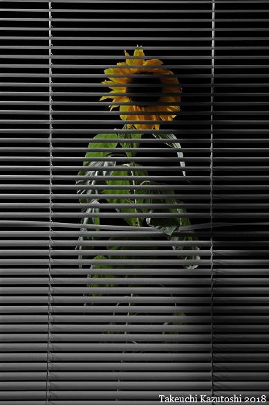 a sunflower_e0290580_17530951.jpg