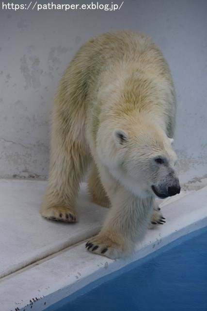 2018年9月 熊本市動植物園 その1 クラッグとミミカに再会_a0052986_7212426.jpg