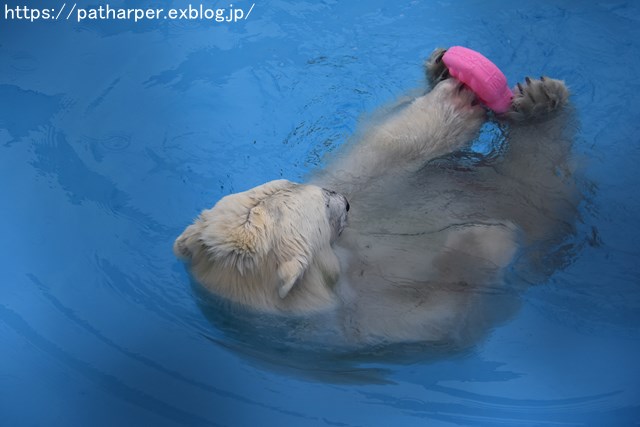 2018年9月 熊本市動植物園 その1 クラッグとミミカに再会_a0052986_72365.jpg