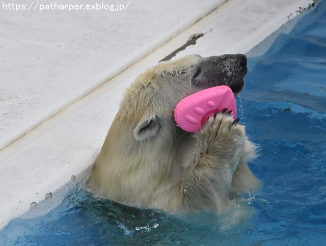 2018年9月 熊本市動植物園 その1 クラッグとミミカに再会_a0052986_7251833.jpg