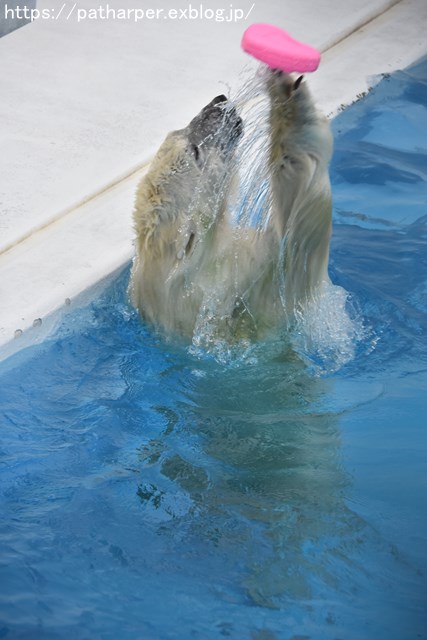2018年9月 熊本市動植物園 その1 クラッグとミミカに再会_a0052986_7254212.jpg