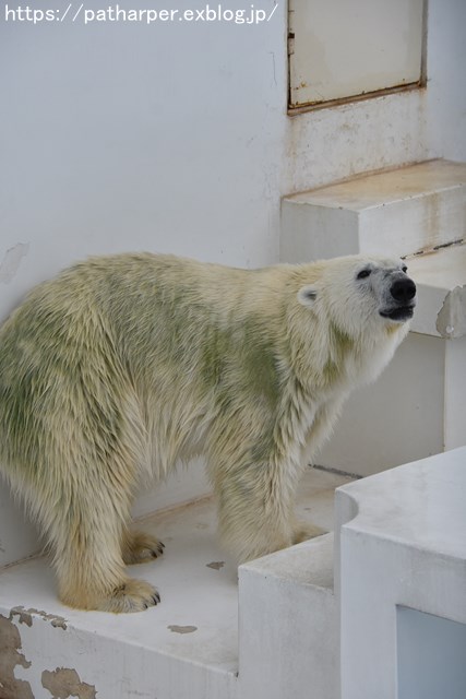 2018年9月 熊本市動植物園 その1 クラッグとミミカに再会_a0052986_7255412.jpg