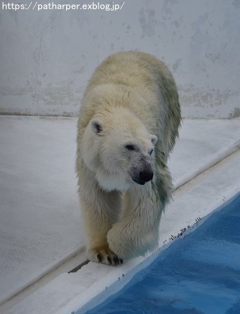 2018年9月 熊本市動植物園 その1 クラッグとミミカに再会_a0052986_7261581.jpg
