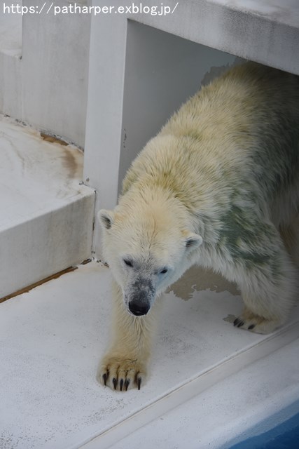 2018年9月 熊本市動植物園 その1 クラッグとミミカに再会_a0052986_7262624.jpg