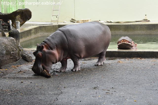 2018年9月 熊本市動植物園 その1 クラッグとミミカに再会_a0052986_7282895.jpg
