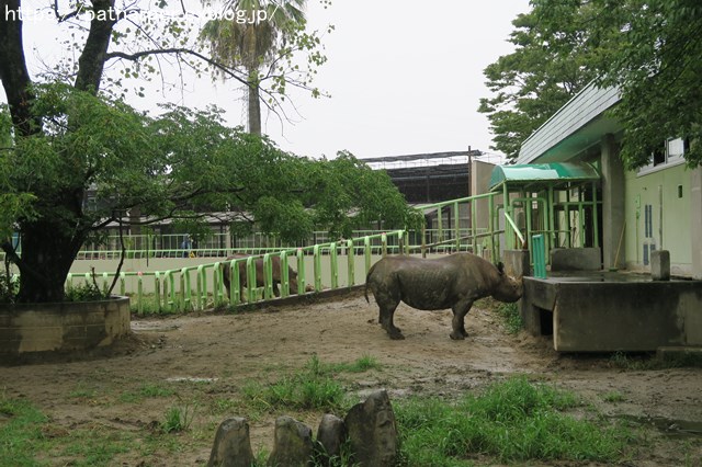 2018年9月 熊本市動植物園 その1 クラッグとミミカに再会_a0052986_7314589.jpg
