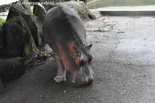 2018年9月 熊本市動植物園 その1 クラッグとミミカに再会_a0052986_73313.jpg