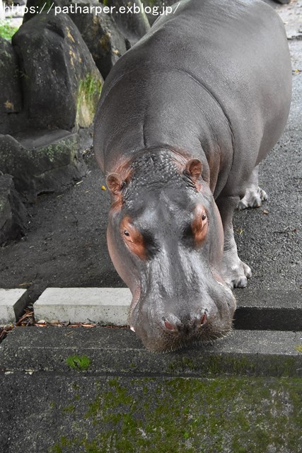 2018年9月 熊本市動植物園 その1 クラッグとミミカに再会_a0052986_7332397.jpg