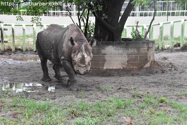 2018年9月 熊本市動植物園 その1 クラッグとミミカに再会_a0052986_7383310.jpg