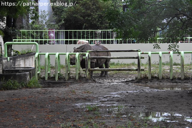 2018年9月 熊本市動植物園 その1 クラッグとミミカに再会_a0052986_7385061.jpg