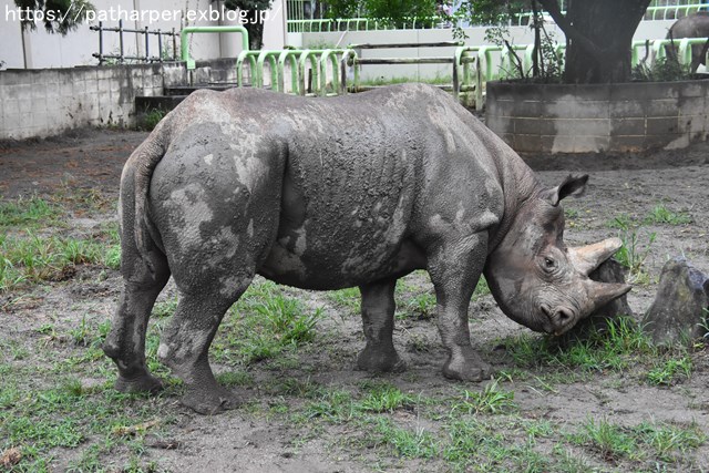 2018年9月 熊本市動植物園 その1 クラッグとミミカに再会_a0052986_7405557.jpg