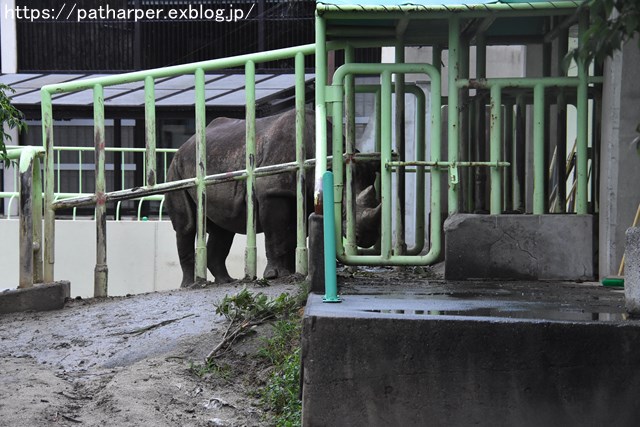 2018年9月 熊本市動植物園 その1 クラッグとミミカに再会_a0052986_7415532.jpg