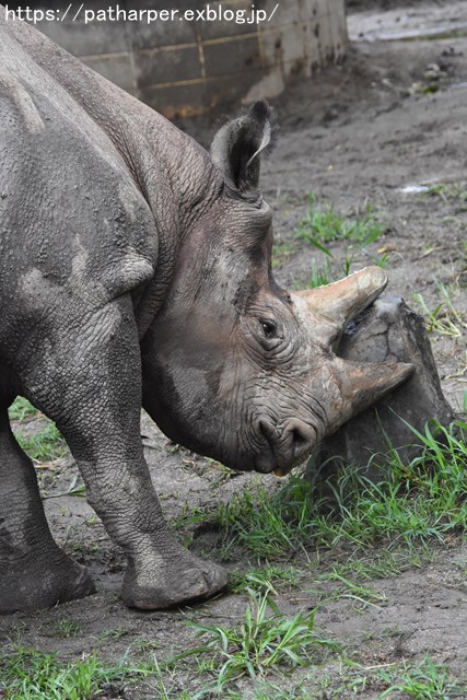 2018年9月 熊本市動植物園 その1 クラッグとミミカに再会_a0052986_7422275.jpg
