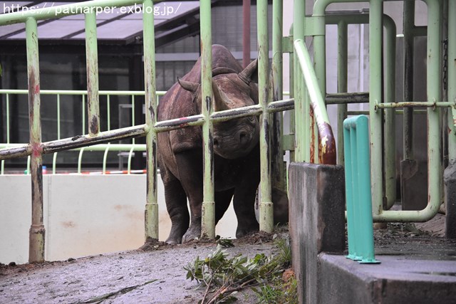 2018年9月 熊本市動植物園 その1 クラッグとミミカに再会_a0052986_7433524.jpg