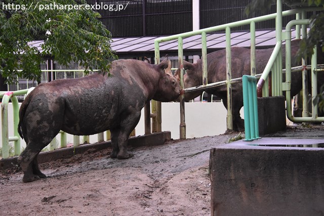 2018年9月 熊本市動植物園 その1 クラッグとミミカに再会_a0052986_7474845.jpg
