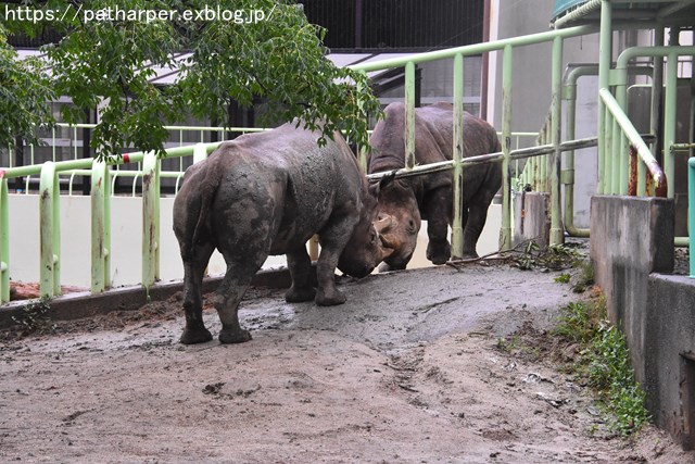 2018年9月 熊本市動植物園 その1 クラッグとミミカに再会_a0052986_748179.jpg