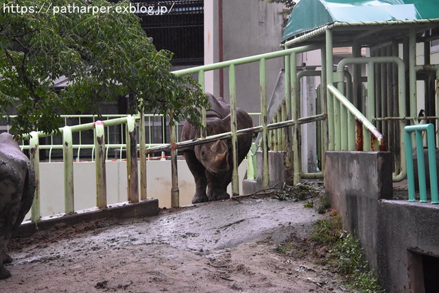 2018年9月 熊本市動植物園 その1 クラッグとミミカに再会_a0052986_7482030.jpg