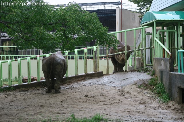 2018年9月 熊本市動植物園 その1 クラッグとミミカに再会_a0052986_748364.jpg