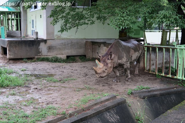 2018年9月 熊本市動植物園 その1 クラッグとミミカに再会_a0052986_7485158.jpg