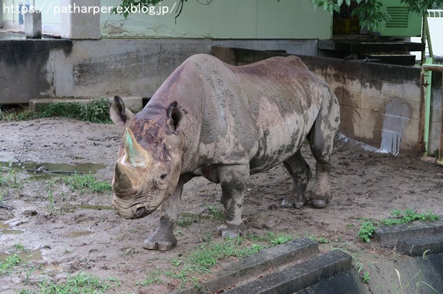 2018年9月 熊本市動植物園 その1 クラッグとミミカに再会_a0052986_7491589.jpg