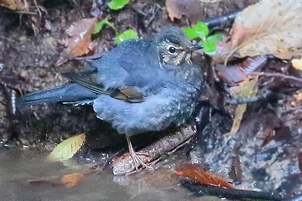 未だ居た、マミジロ　オスの幼鳥_d0334291_09351879.jpg