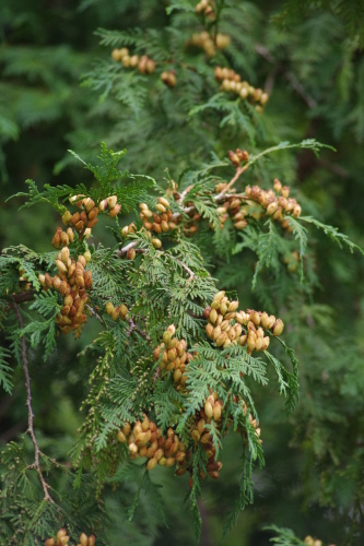 c0337494_16055800.jpg