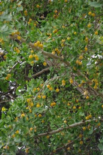 c0337494_16071420.jpg