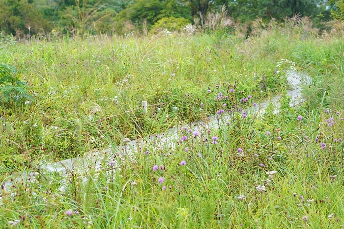 秋の箱根湿生花園_b0145398_16364139.jpg