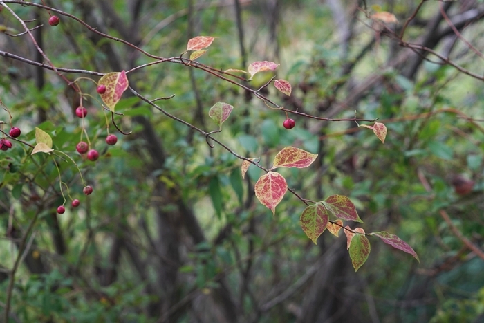 秋の箱根湿生花園_b0145398_16371454.jpg