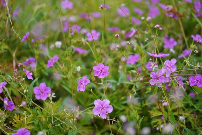 秋の箱根湿生花園_b0145398_16374994.jpg