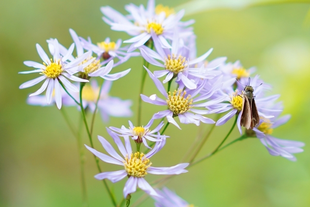 秋の箱根湿生花園_b0145398_16380201.jpg
