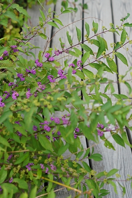 秋の箱根湿生花園_b0145398_16421652.jpg