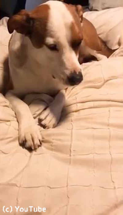 からくれない動物 124_c0072801_23564498.jpg