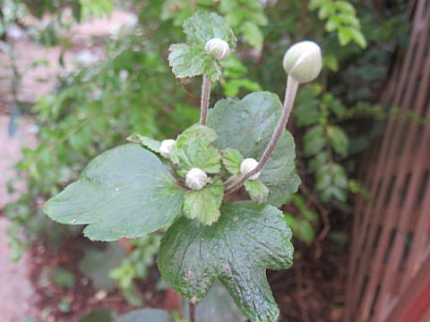 d0046702_18153601.jpg