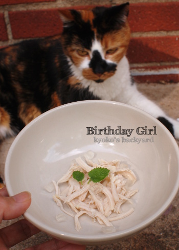 猫又記念日もとい20歳の誕生日♪_b0253205_05294798.jpg