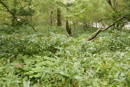 e0396705_15233729.jpg