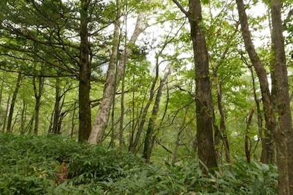 e0396705_15235562.jpg