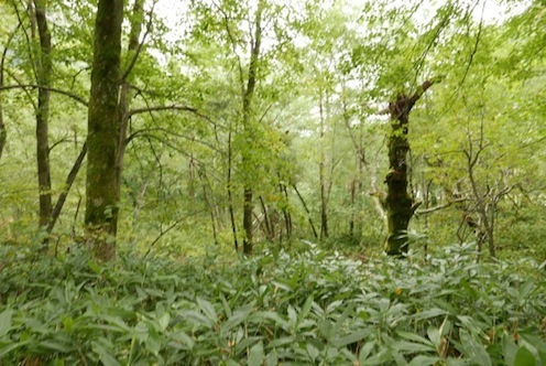 e0396705_15241258.jpg