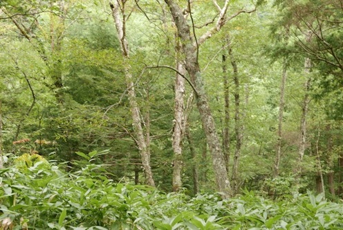e0396705_15275195.jpg