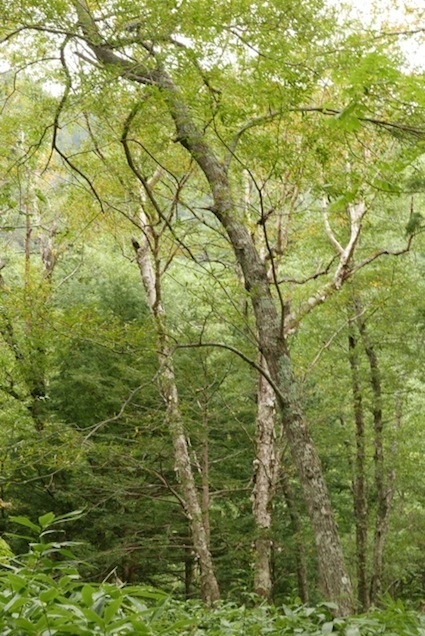 e0396705_15282416.jpg